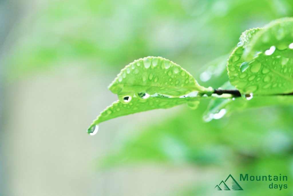 yama-rainyday
