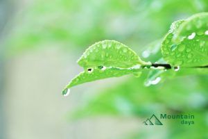 yama-rainyday