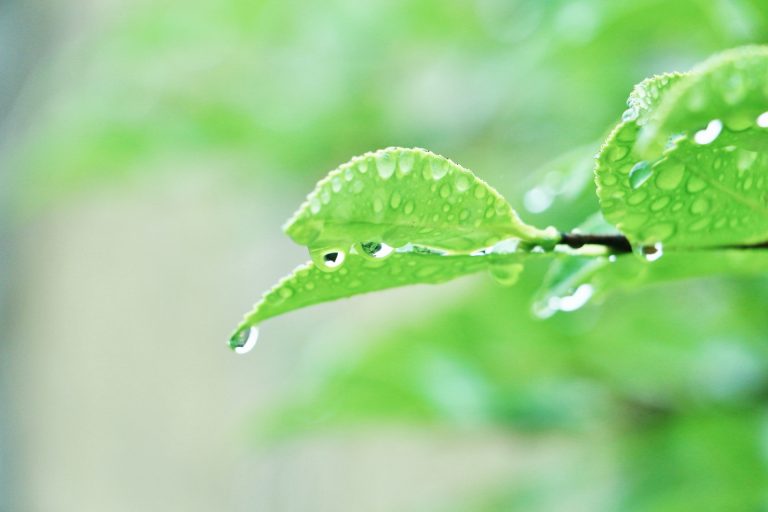 yama-rainyday