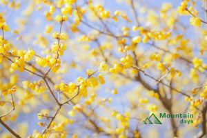 黄色い花が綺麗に咲く蝋梅の写真