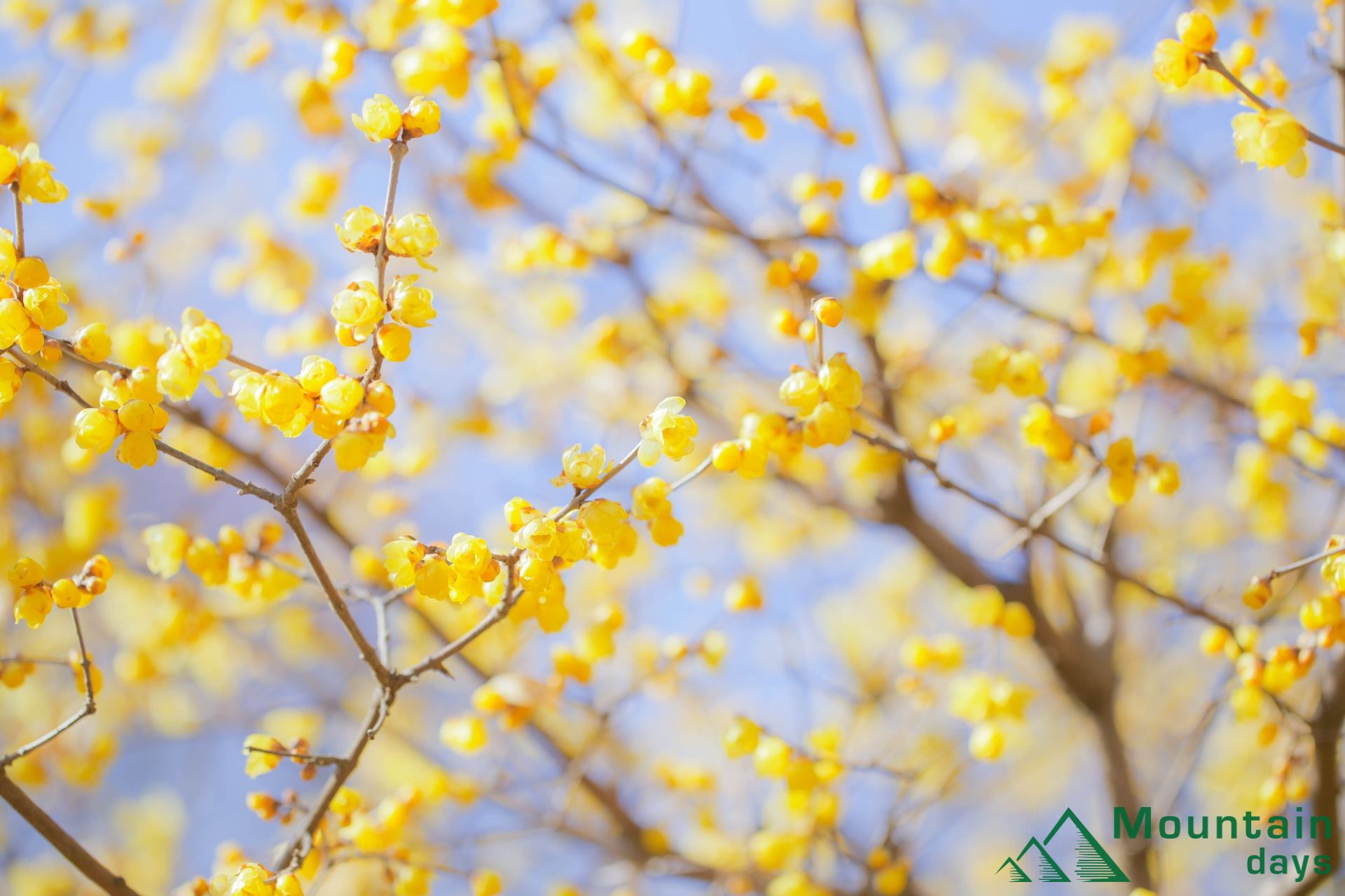 黄色い花が綺麗に咲く蝋梅の写真