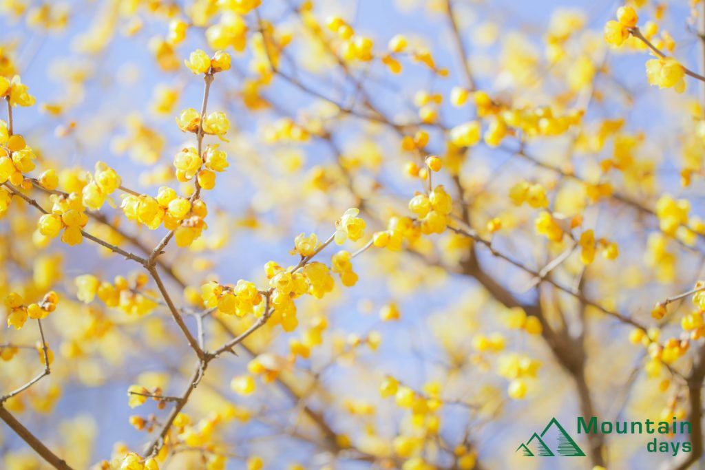 冬に咲く初春の花蝋梅の写真